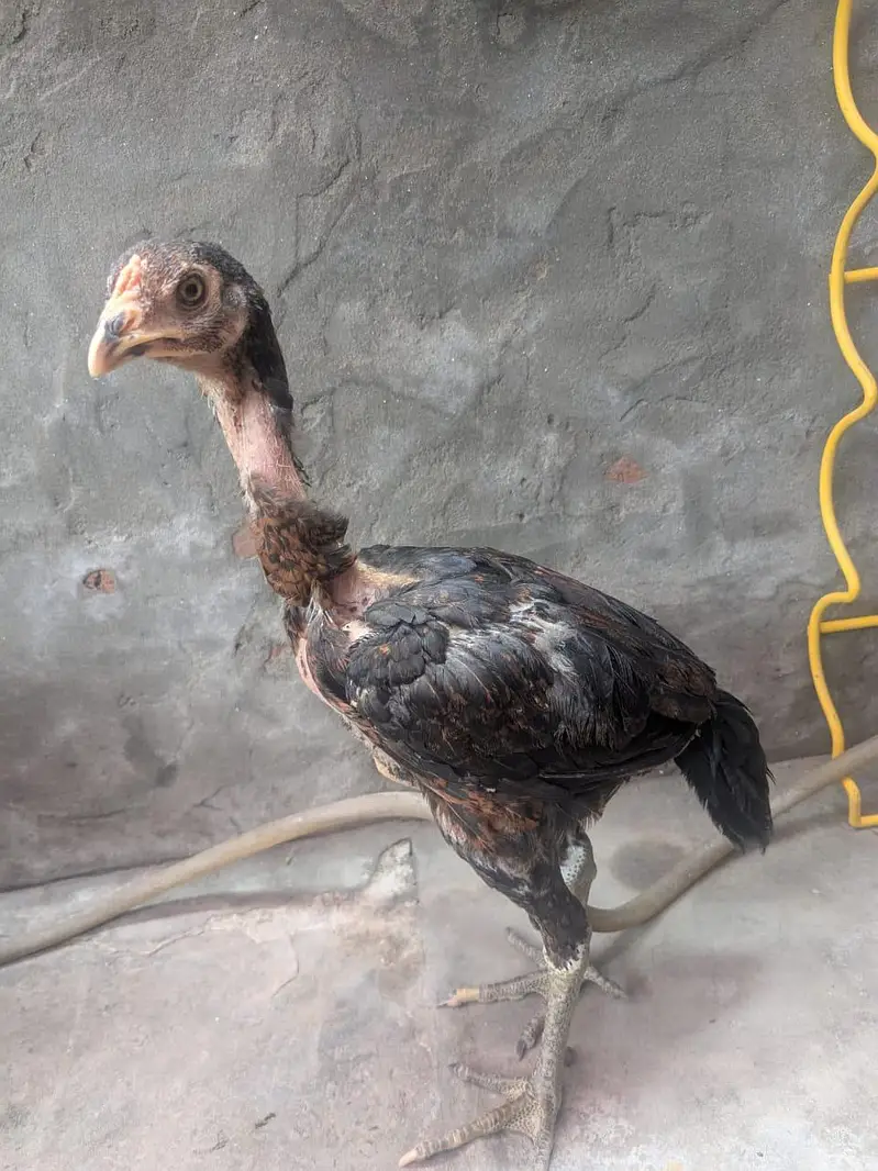 aseel male and females age different — photo 11