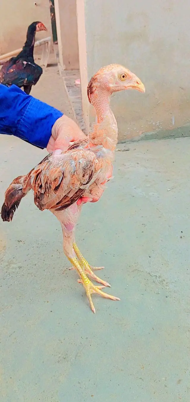 Pakistani aseel breed — photo 3