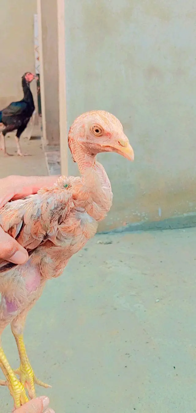 Pakistani aseel breed — photo 4