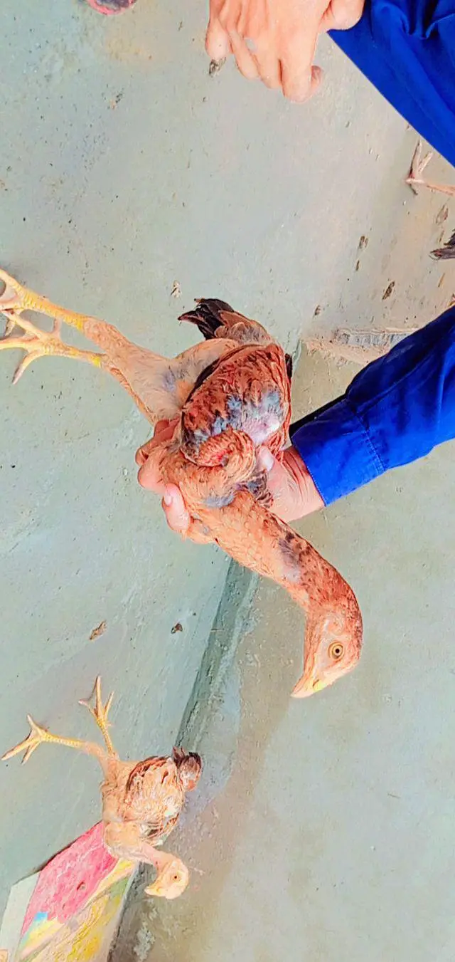 Pakistani aseel breed — photo 5