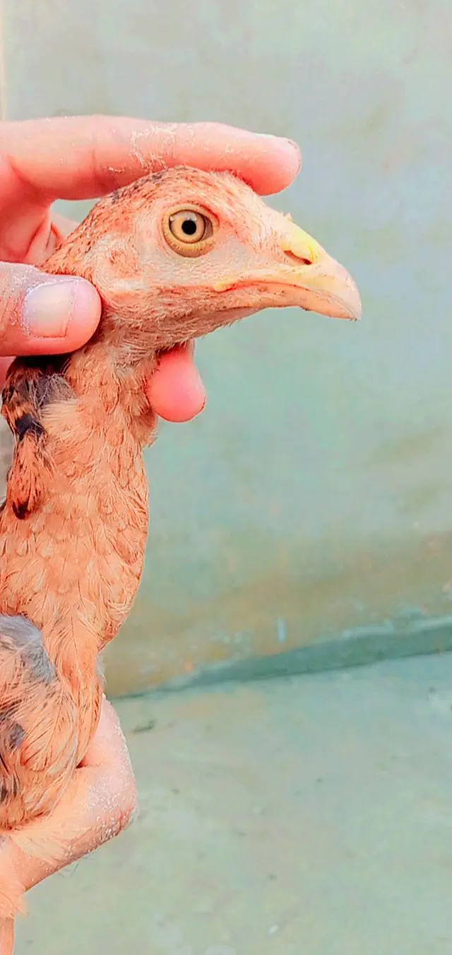 Pakistani aseel breed — photo 6