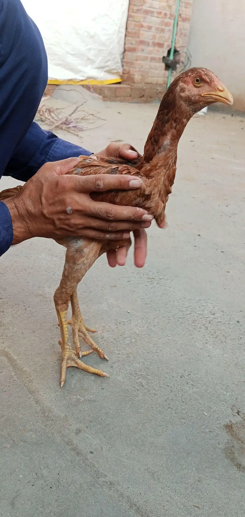 Pakistani aseel breed — photo 7