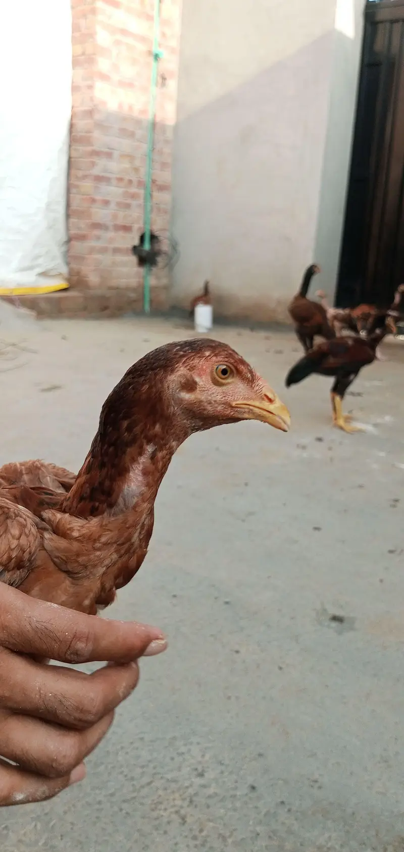 Pakistani aseel breed — photo 8