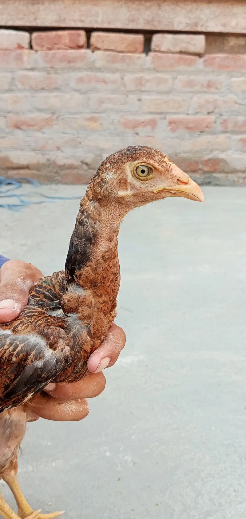 Pakistani aseel breed — photo 9