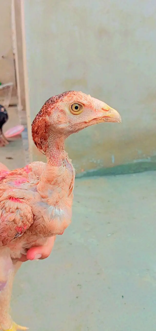 Pakistani aseel breed — photo 10