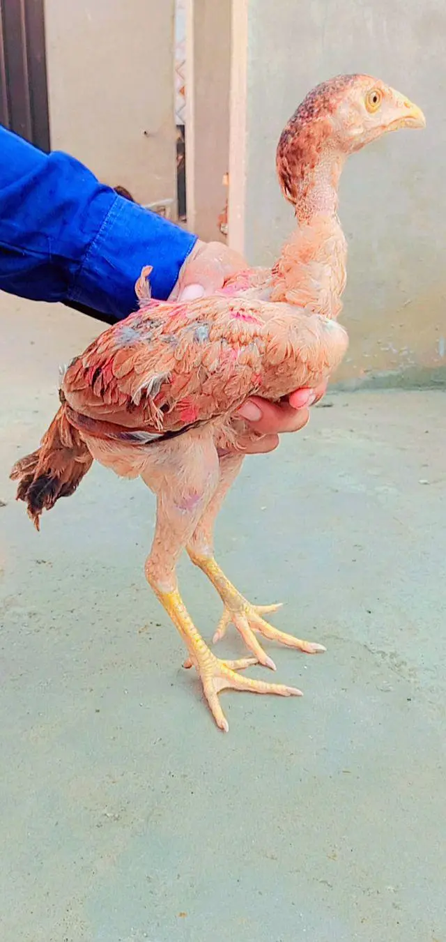 Pakistani aseel breed — photo 11