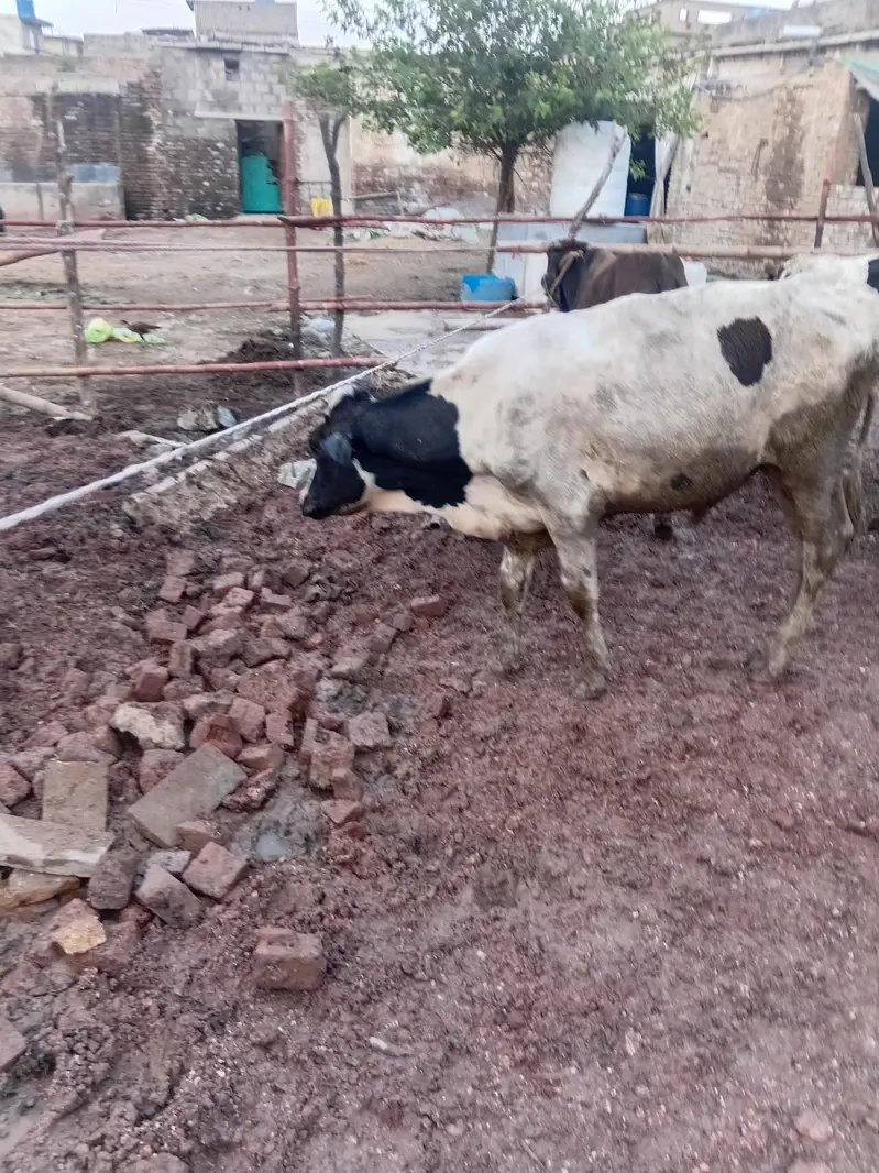 dasi or dasi cros sirf 650 pr kg — photo 2
