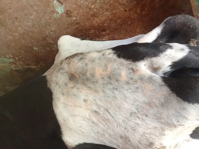 dasi or dasi cros sirf 650 pr kg — photo 5