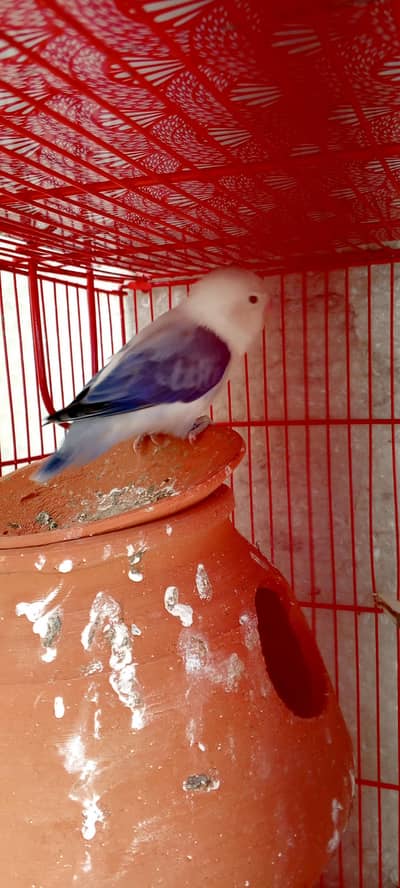 love birds
