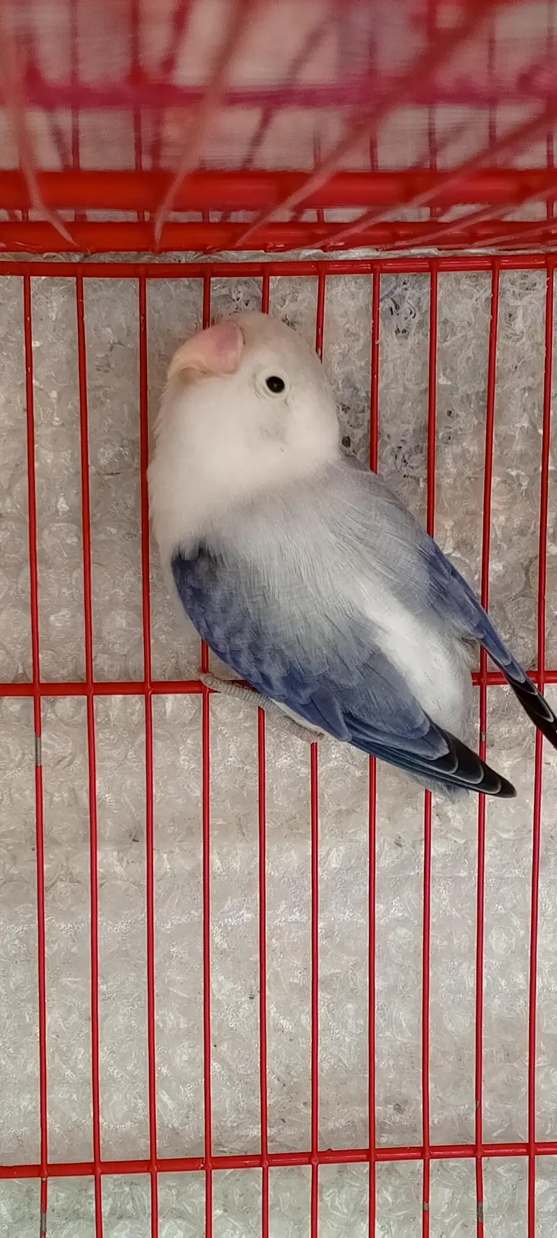 love birds — photo 2