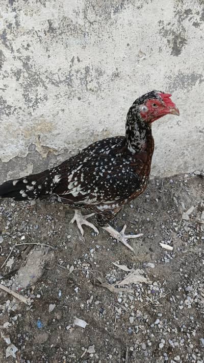 aseel female for sale