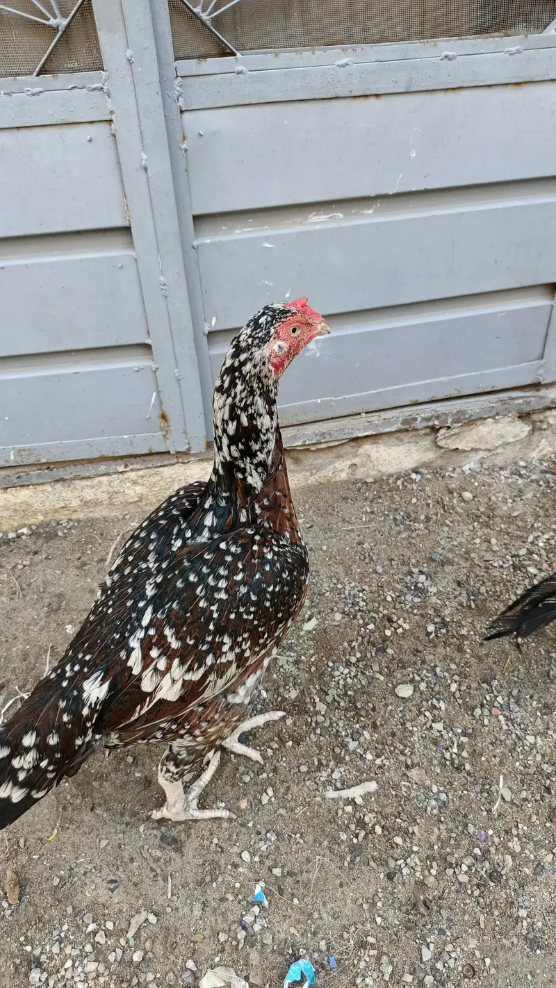 aseel female for sale — photo 2