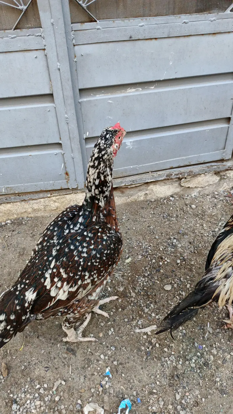aseel female for sale — photo 3