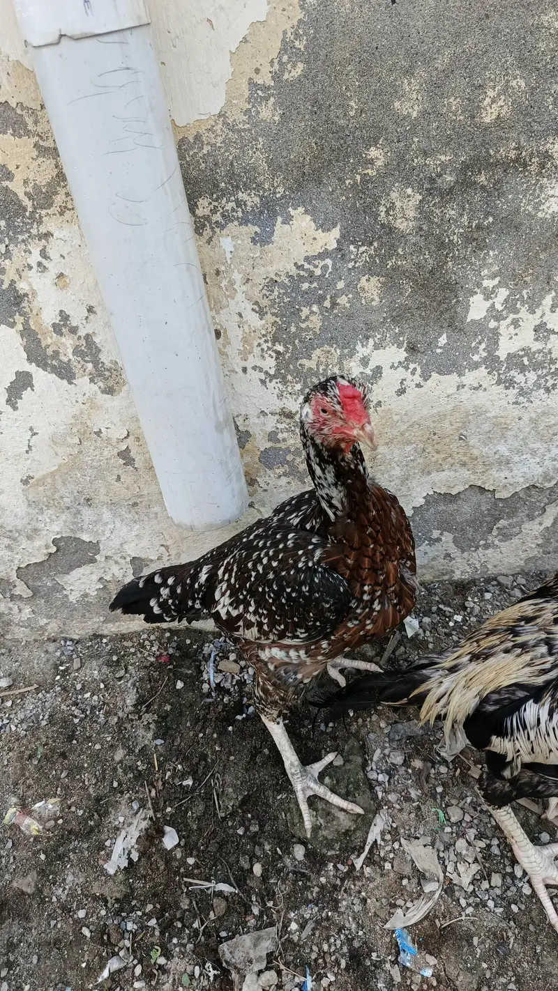 aseel female for sale — photo 4
