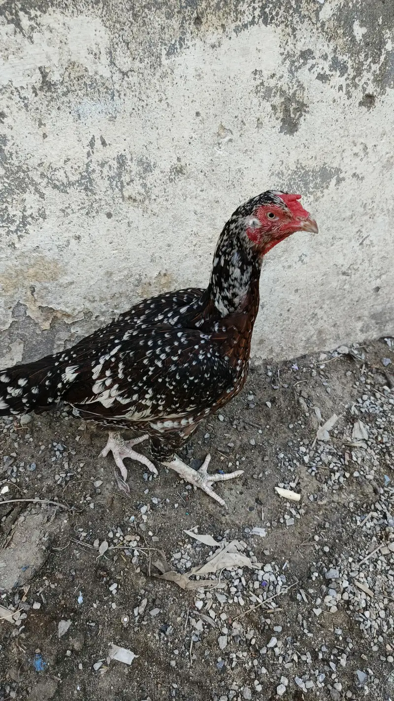 aseel female for sale — photo 5