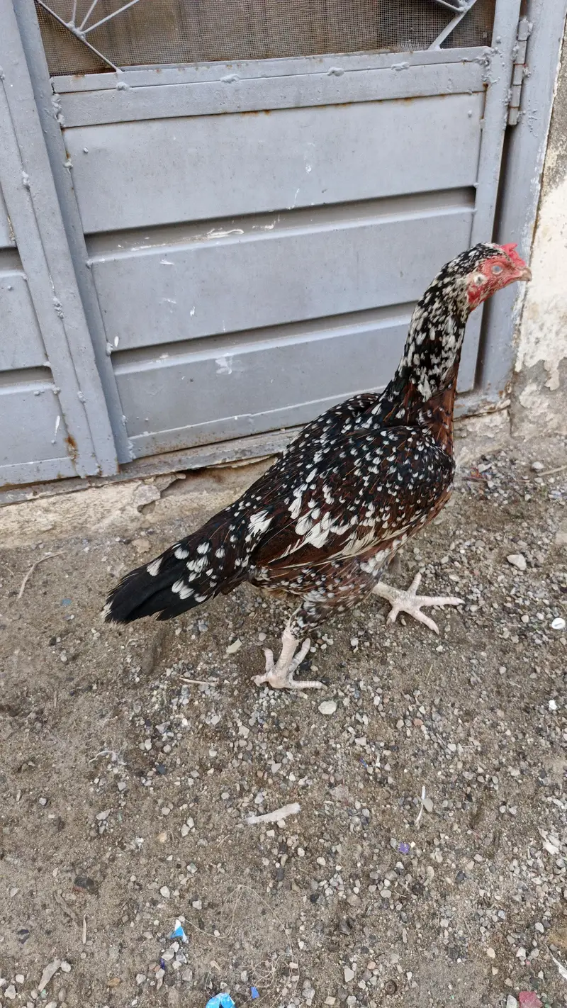 aseel female for sale — photo 6