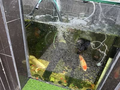 Japanese home grown Koi Fish