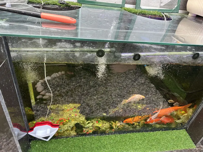 Japanese home grown Koi Fish — photo 2