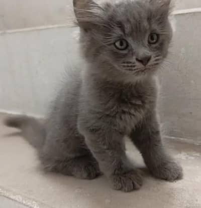  Adorable 2-Month-Old Greyish Black Persian Male Kitten for Sale 