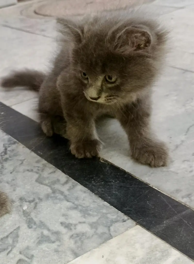 2 Adorable 2-Month-Old Greyish Black Persian Male Kitten for Sale — photo 2