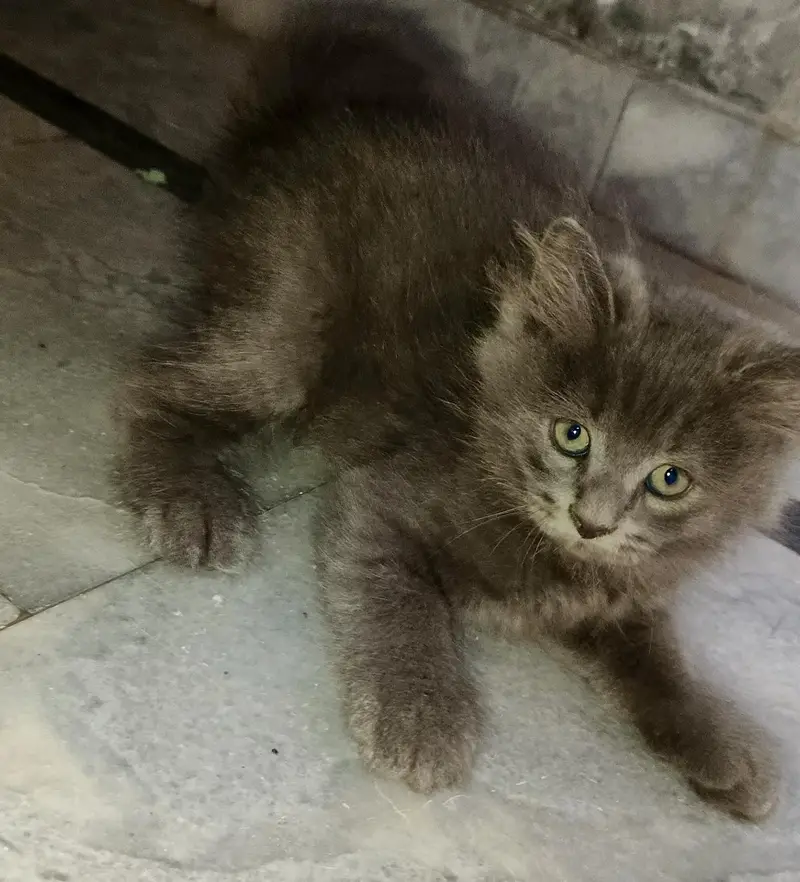 2 Adorable 2-Month-Old Greyish Black Persian Male Kitten for Sale — photo 3