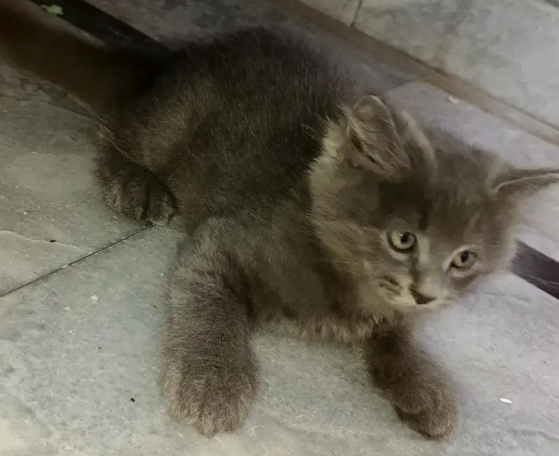 2 Adorable 2-Month-Old Greyish Black Persian Male Kitten for Sale — photo 4