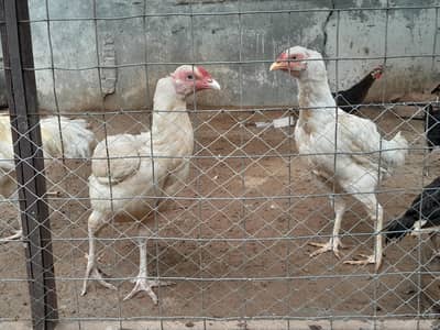 Heeri aseel two hens