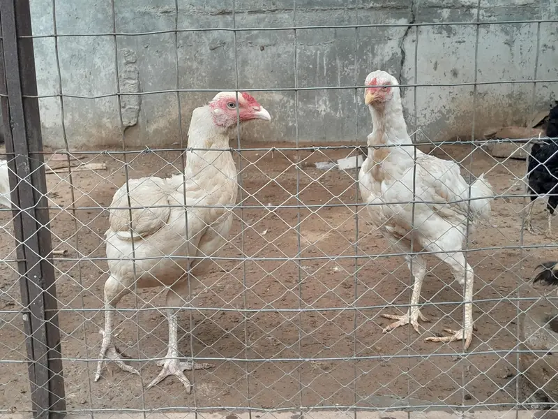Heeri aseel two hens — photo 2