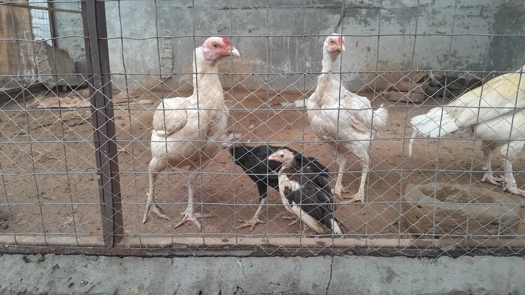 Heeri aseel two hens — photo 3