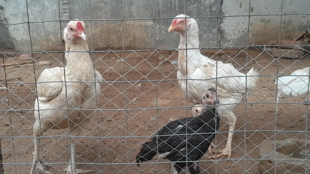 Heeri aseel two hens — photo 4