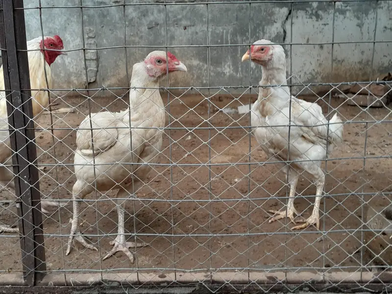 Heeri aseel two hens — photo 5