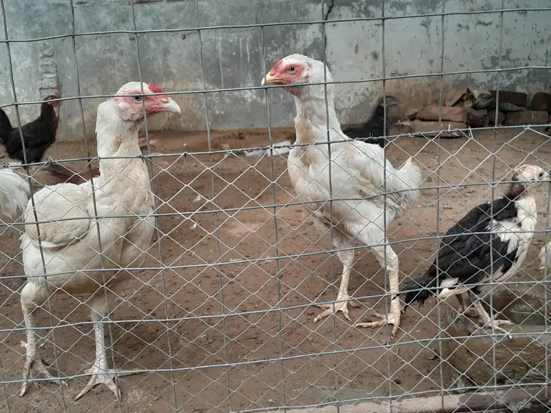 Heeri aseel two hens — photo 6