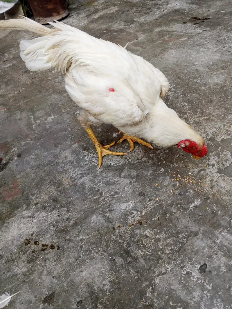 Aseel o Shamo Heera — photo 2