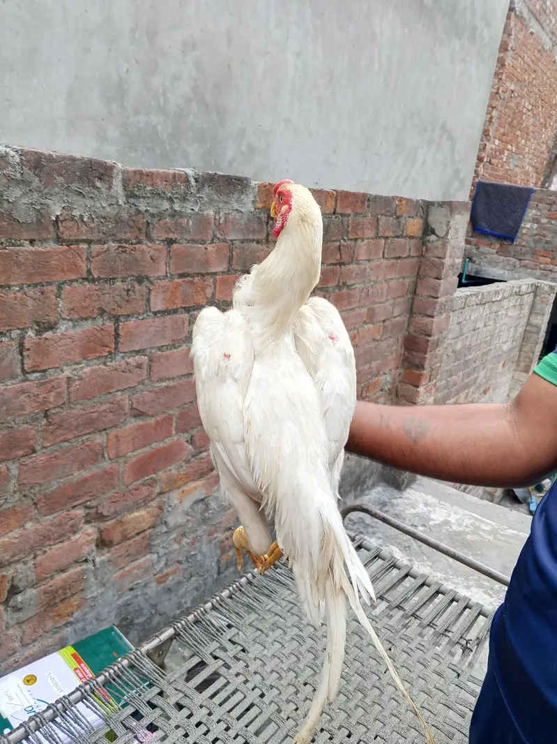 Aseel o Shamo Heera — photo 6