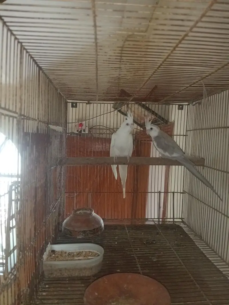 cocktail pair — photo 3