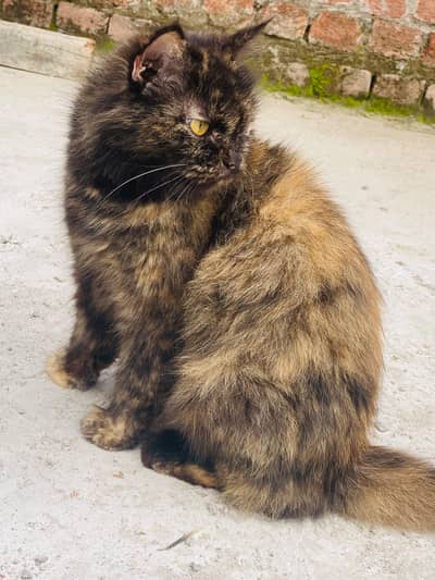 Persian female cat Doll face