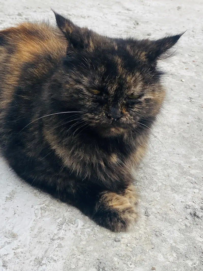 Persian female cat Doll face — photo 2