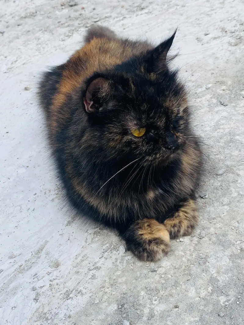 Persian female cat Doll face — photo 3