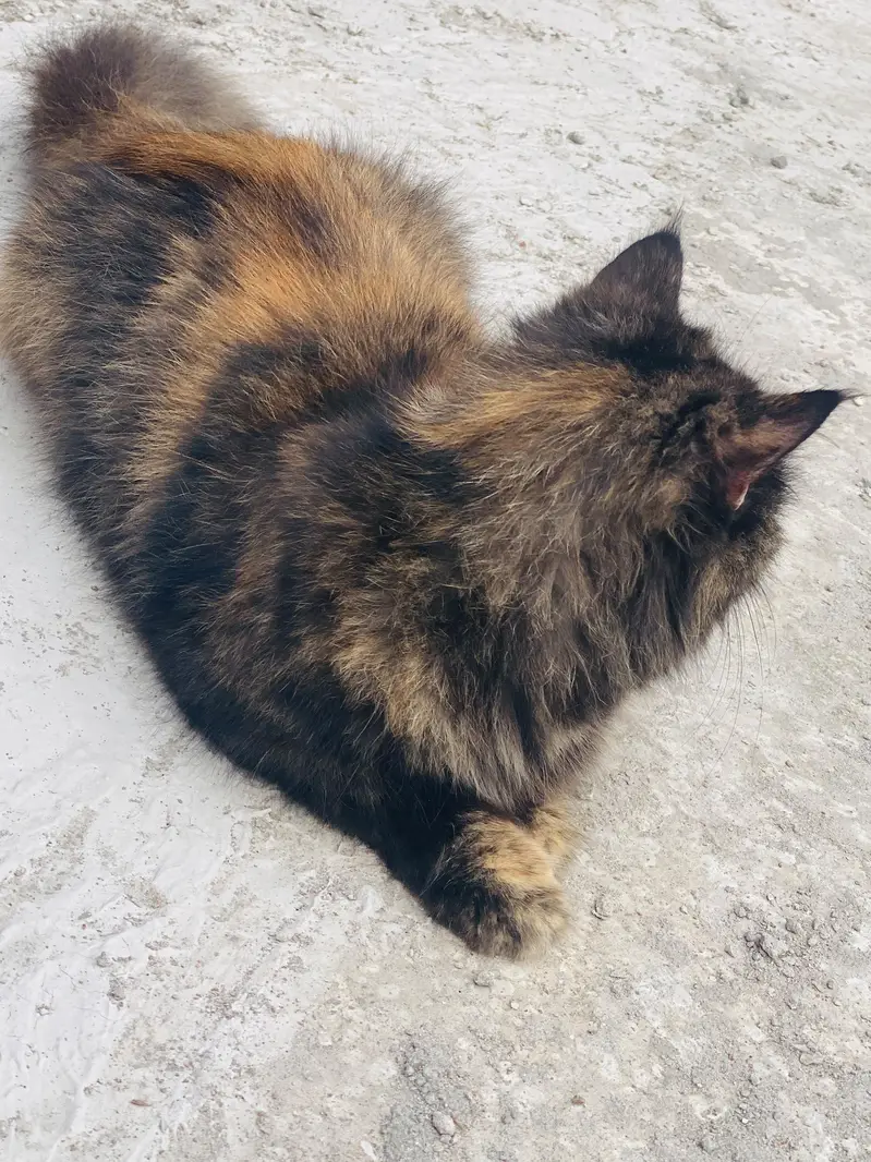 Persian female cat Doll face — photo 4