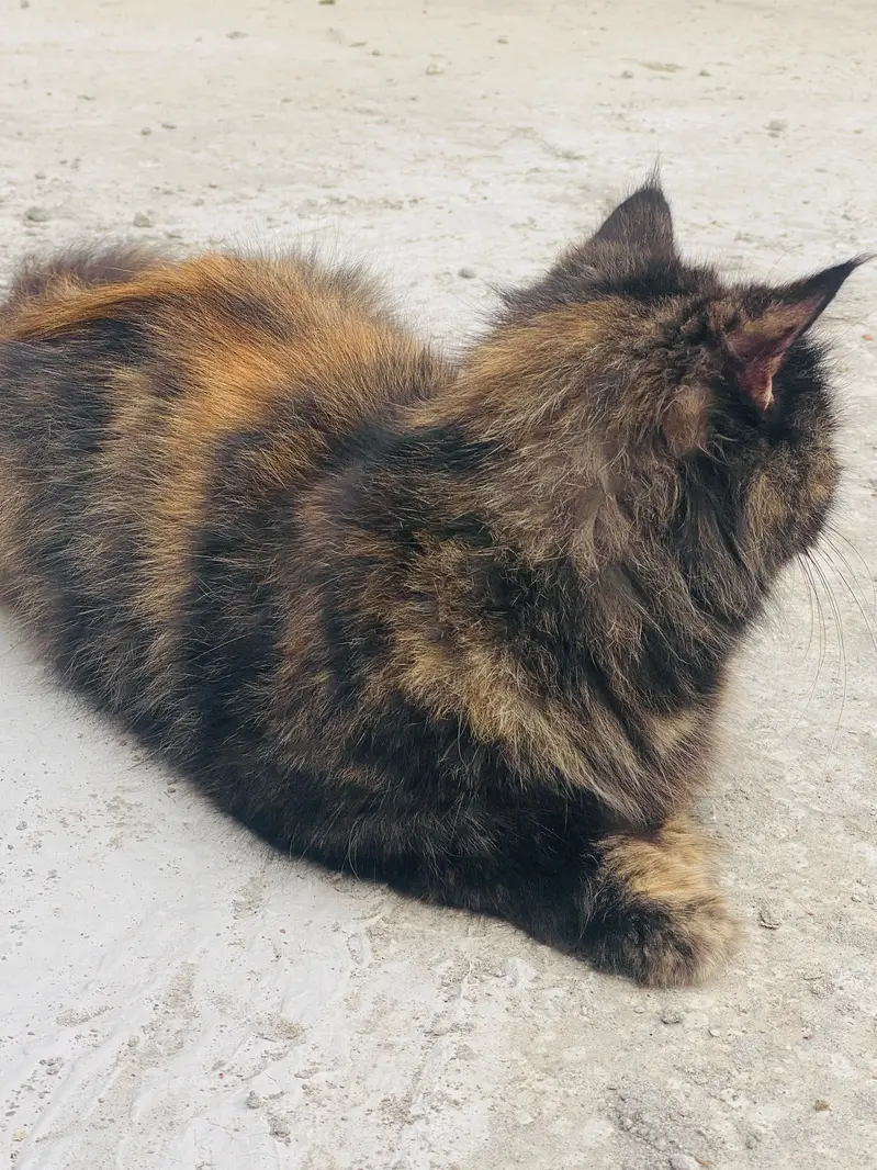 Persian female cat Doll face — photo 5