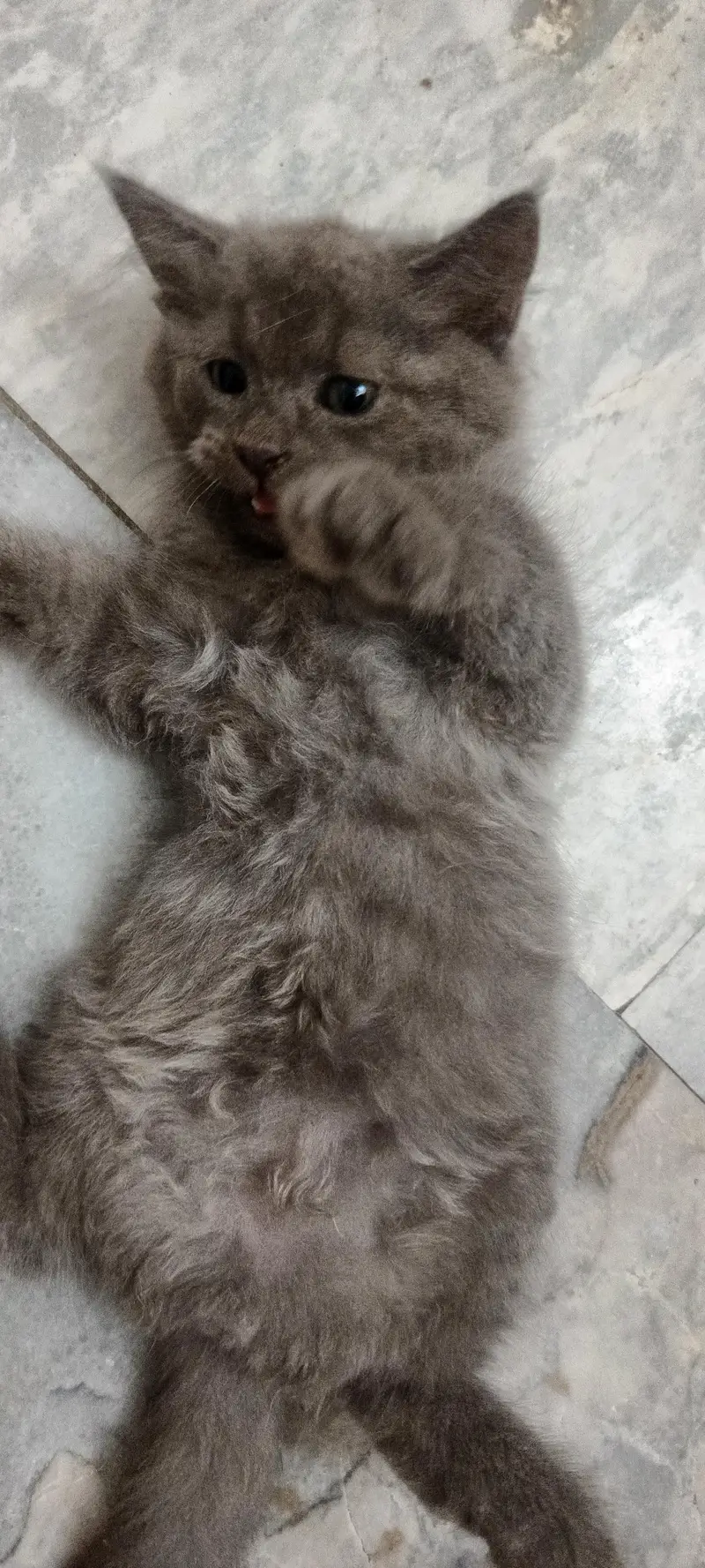 2 Adorable 2-Month-Old Greyish Black Persian Male Kitten for Sale — photo 5