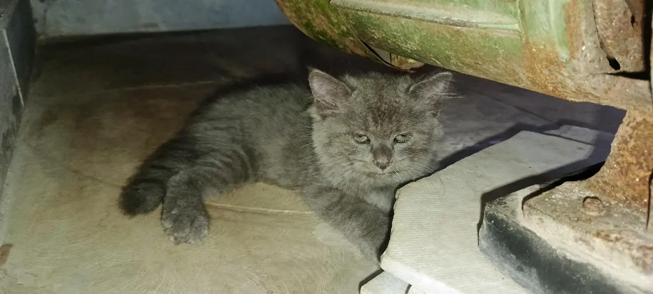 2 Adorable 2-Month-Old Greyish Black Persian Male Kitten for Sale — photo 6
