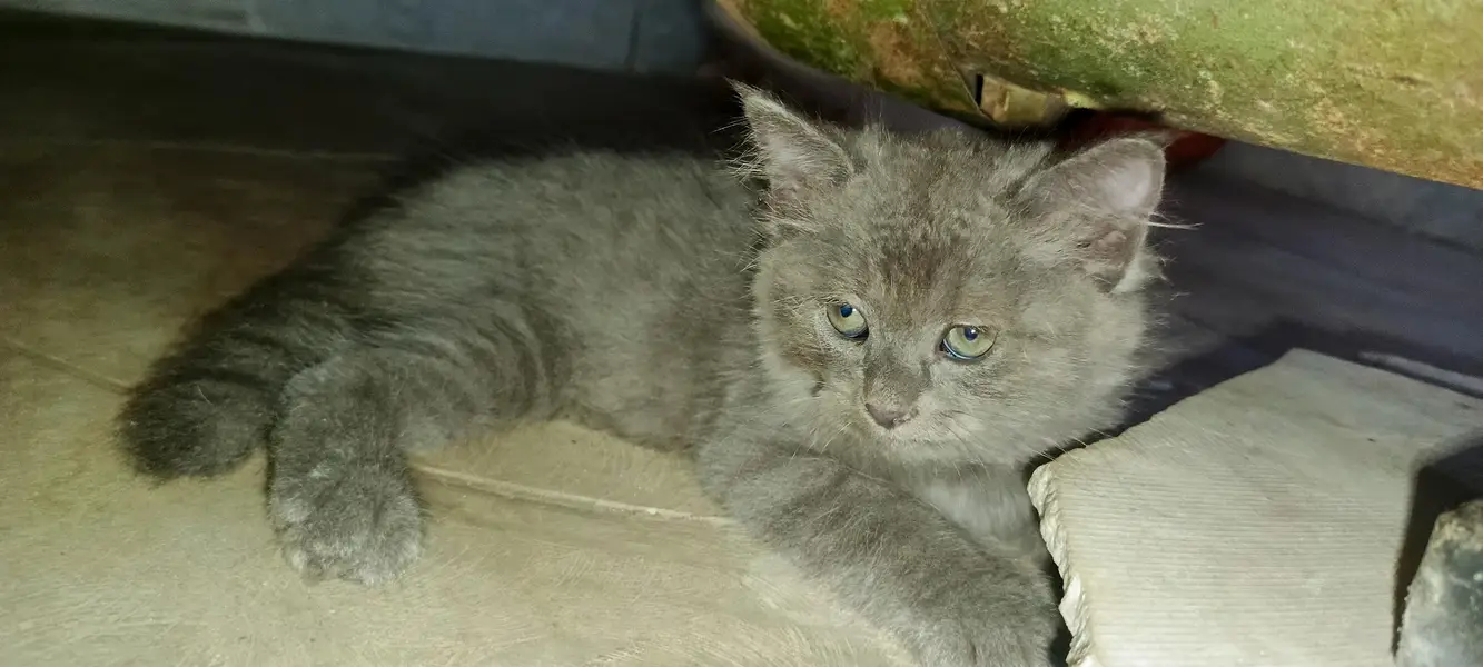 2 Adorable 2-Month-Old Greyish Black Persian Male Kitten for Sale — photo 7