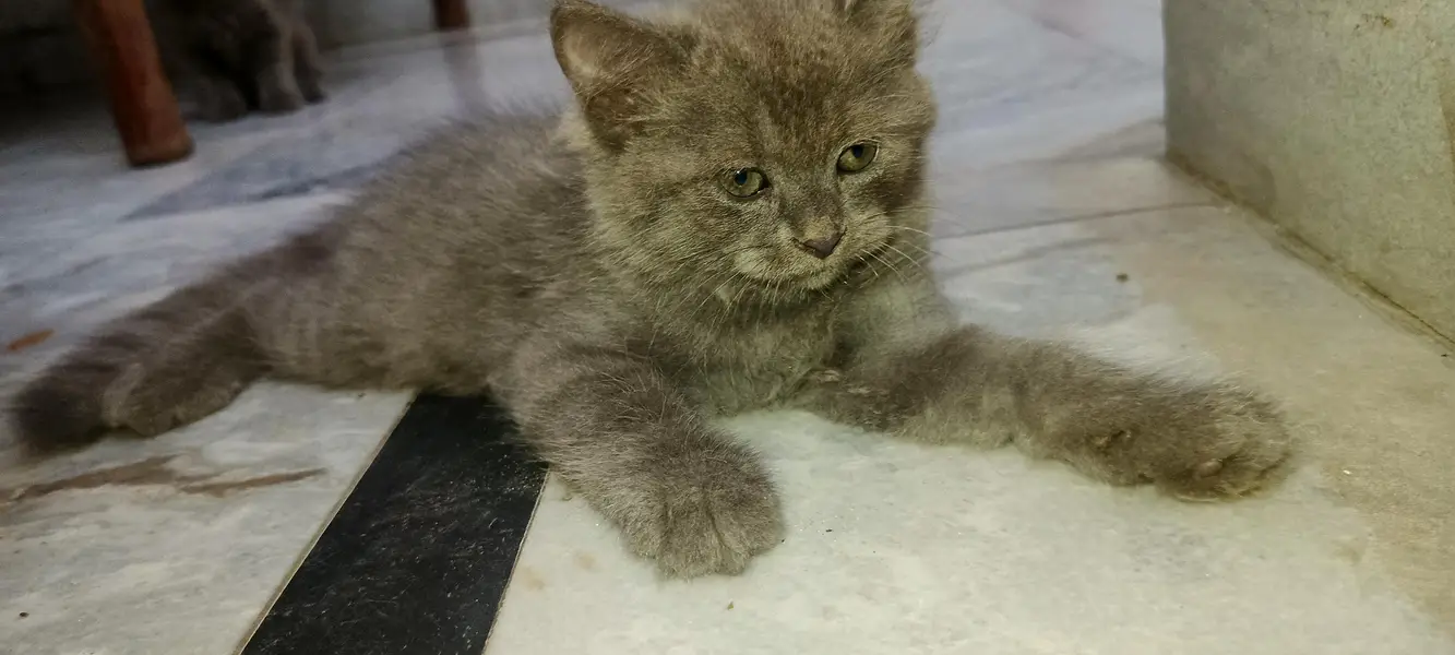 2 Adorable 2-Month-Old Greyish Black Persian Male Kitten for Sale — photo 8