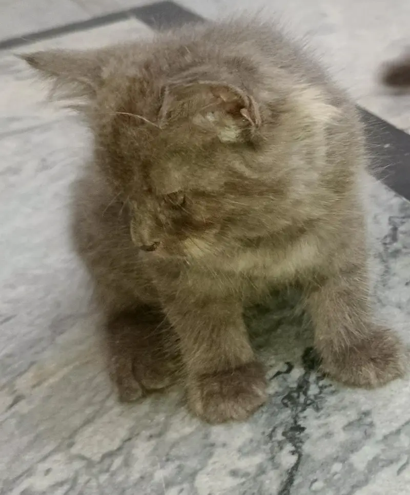 2 Adorable 2-Month-Old Greyish Black Persian Male Kitten for Sale — photo 9
