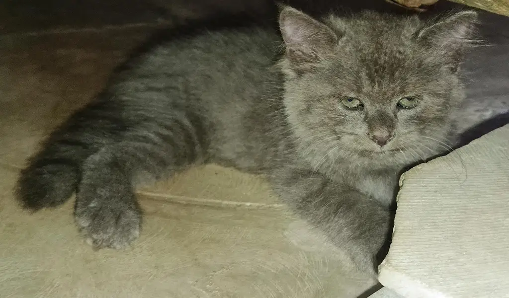 2 Adorable 2-Month-Old Greyish Black Persian Male Kitten for Sale — photo 10