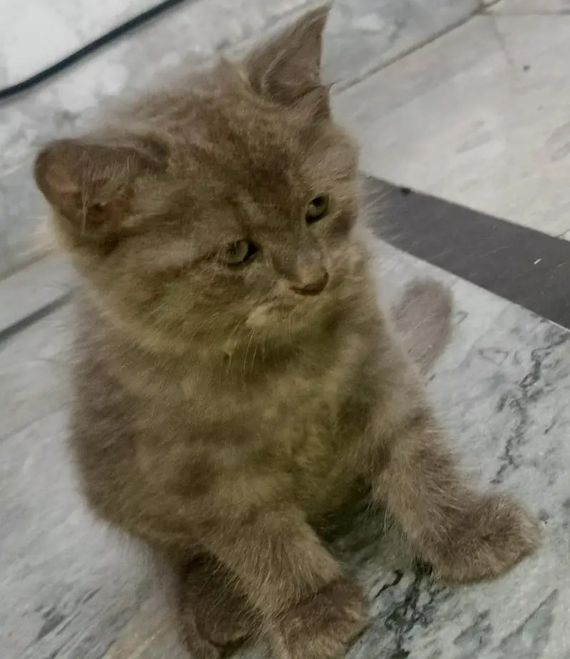 2 Adorable 2-Month-Old Greyish Black Persian Male Kitten for Sale — photo 11