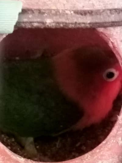 love birds for sale 5 with cage