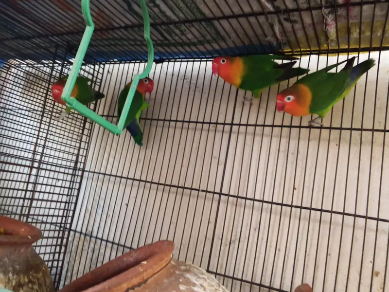 love birds for sale 5 with cage — photo 2