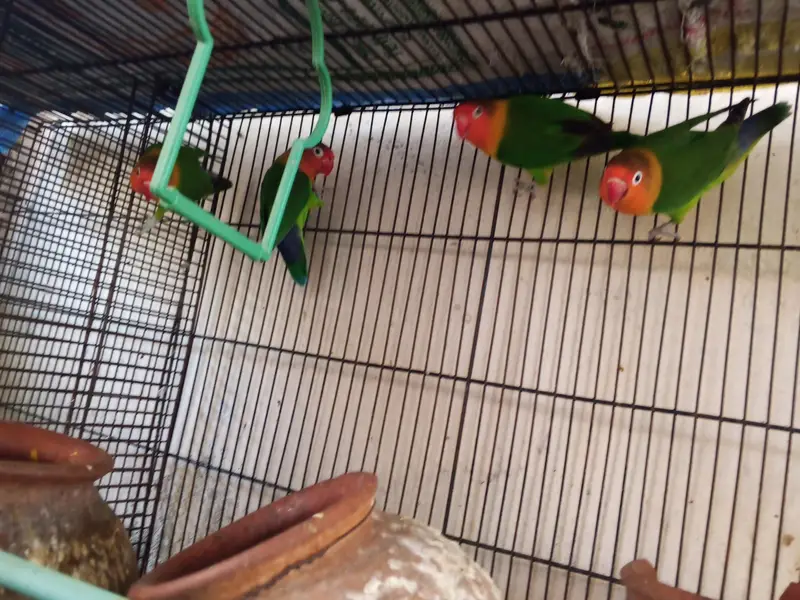 love birds for sale 5 with cage — photo 3